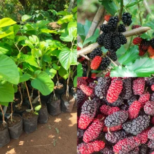 Everbearing Mulberry Tree Live Plant 3-4 Ft Tall - Edible Black Variety in 3 Gallon Pot