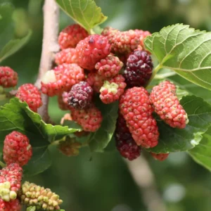 Everbearing Mulberry Tree Live Plant 3-4 Ft Tall - Edible Black Variety in 3 Gallon Pot