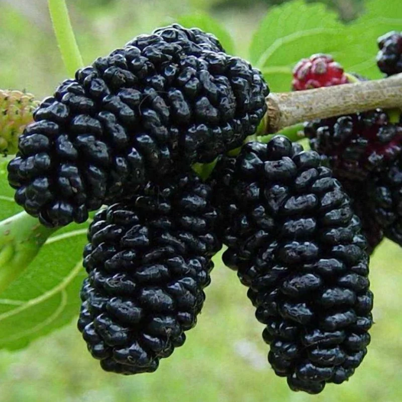 Everbearing Mulberry Tree Live Plant 3-4 Ft Tall - Edible Black Variety in 3 Gallon Pot