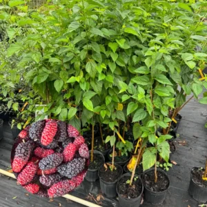 Everbearing Mulberry Tree Live Plant 3-4 Ft Tall - Edible Black Variety in 3 Gallon Pot