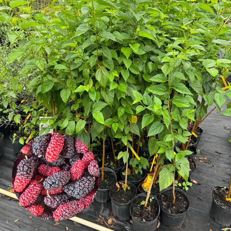 Everbearing Mulberry Tree Live Plant 3-4 Ft Tall - Edible Black Variety in 3 Gallon Pot