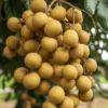 Longan Live Plant - Sweet Longan Tree Potted 3-4 Ft Fruit Tree