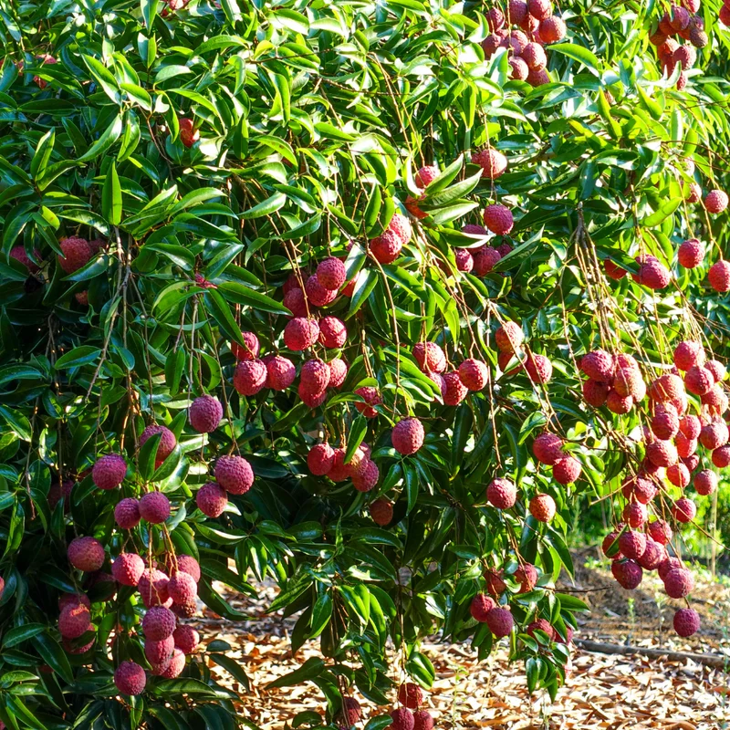Sweet Lychee Tree Live Plant 3-4 Ft Tall - Tropical Litchi Fruit Tree for Outdoor Garden