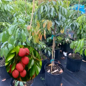 Sweet Lychee Tree Live Plant 3-4 Ft Tall - Tropical Litchi Fruit Tree for Outdoor Garden