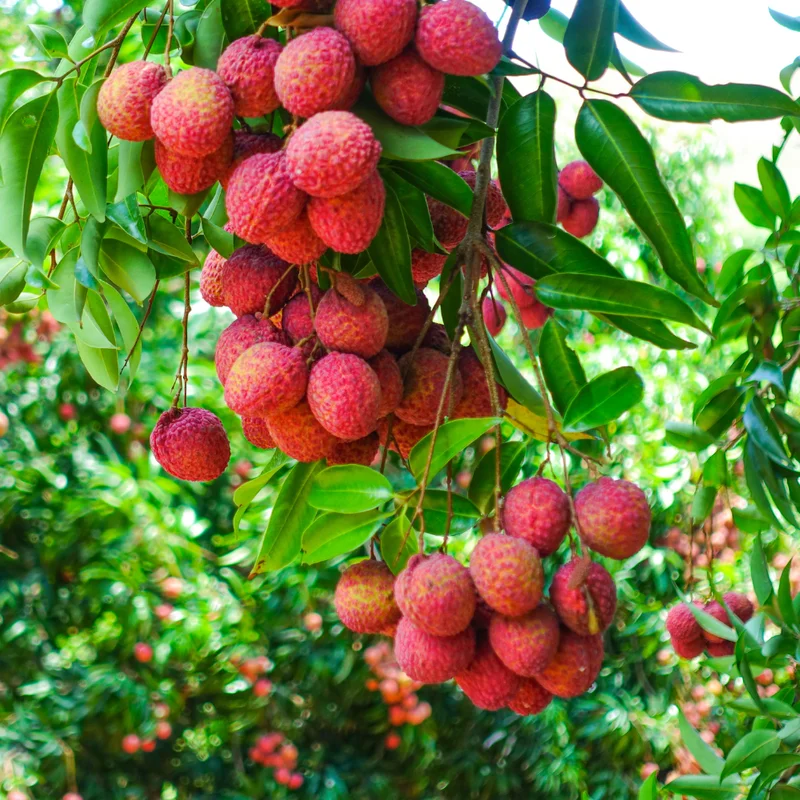 Sweet Lychee Tree Live Plant 3-4 Ft Tall - Tropical Litchi Fruit Tree for Outdoor Garden