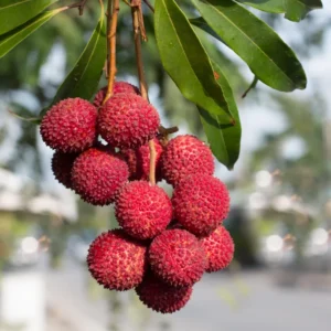 Lychee Tree Live Plant 3 Gallon Pot Sweetheart Lychee Tree
