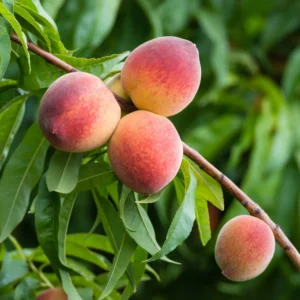 Peach Plant Live Fruit Bearing Tree 3-4 Ft Outdoor Growing