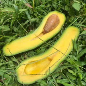 Avocado Tree Live Plant - Tropical Fruit Tree 3 Gallon Pot