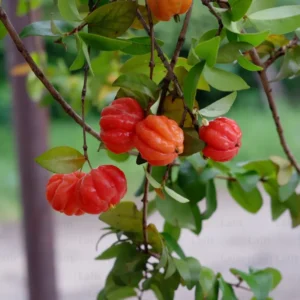 Surinam Cherry Tree Live Plant - Tropical Fruit Tree 3-4 ft - Outdoor Planting