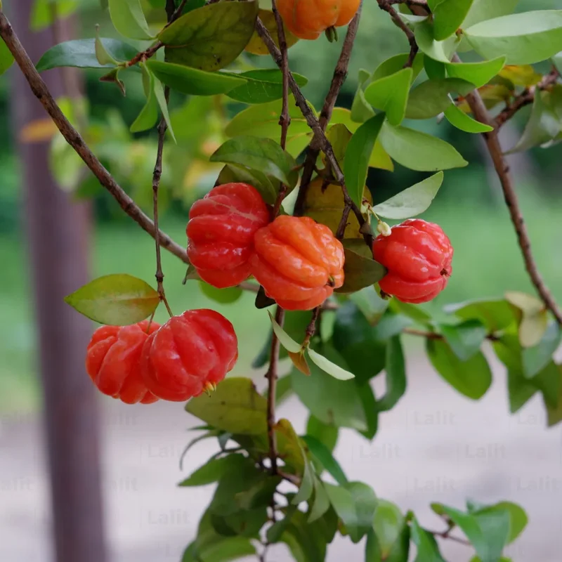 Surinam Cherry Tree Live Plant - Tropical Fruit Tree 3-4 ft - Outdoor Planting