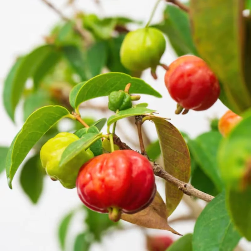 Surinam Cherry Tree Live Plant - Tropical Fruit Tree 3-4 ft - Outdoor Planting