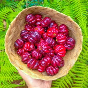 Surinam Cherry Tree Live Plant - Tropical Fruit Tree 3-4 ft - Outdoor Planting