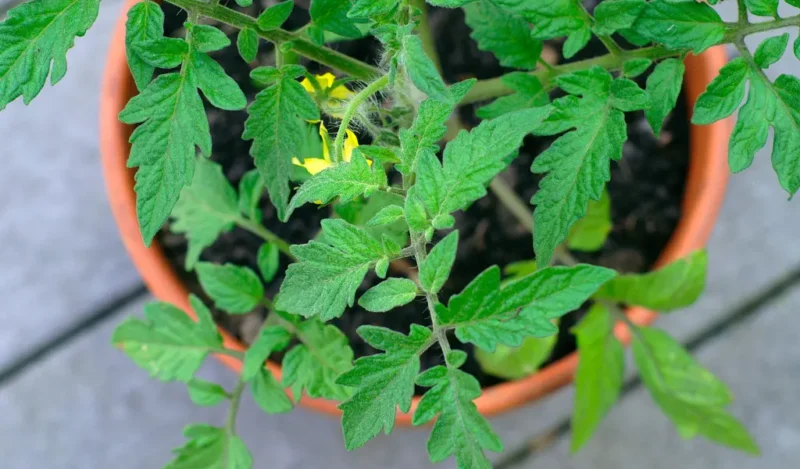 growing San Marzano tomatoes in containers