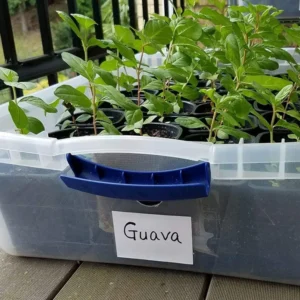 1 Healthy Starter Plant of Guava Fruit Tree, Big Juicy White Fresh Guava, Fully Rooted Healthy Live Plant