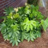 Healthy Live Plant of Fatsia Japonica Shrub Plants, Starter Plant, About 6" ~ 10" Tall (3)