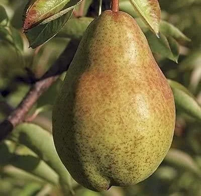 5 Stem Cuttings of Bartlett pear Trees, Live Fresh Plant cuttings