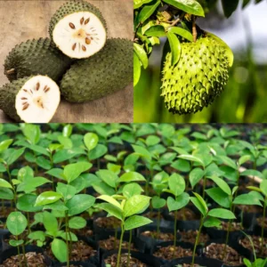 Soursop Plant Live Tropical Fruit Tree 4-8 Inch Tall Seedling