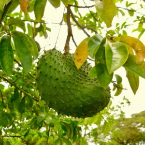 Soursop Plant Live Tropical Fruit Tree 4-8 Inch Tall Seedling
