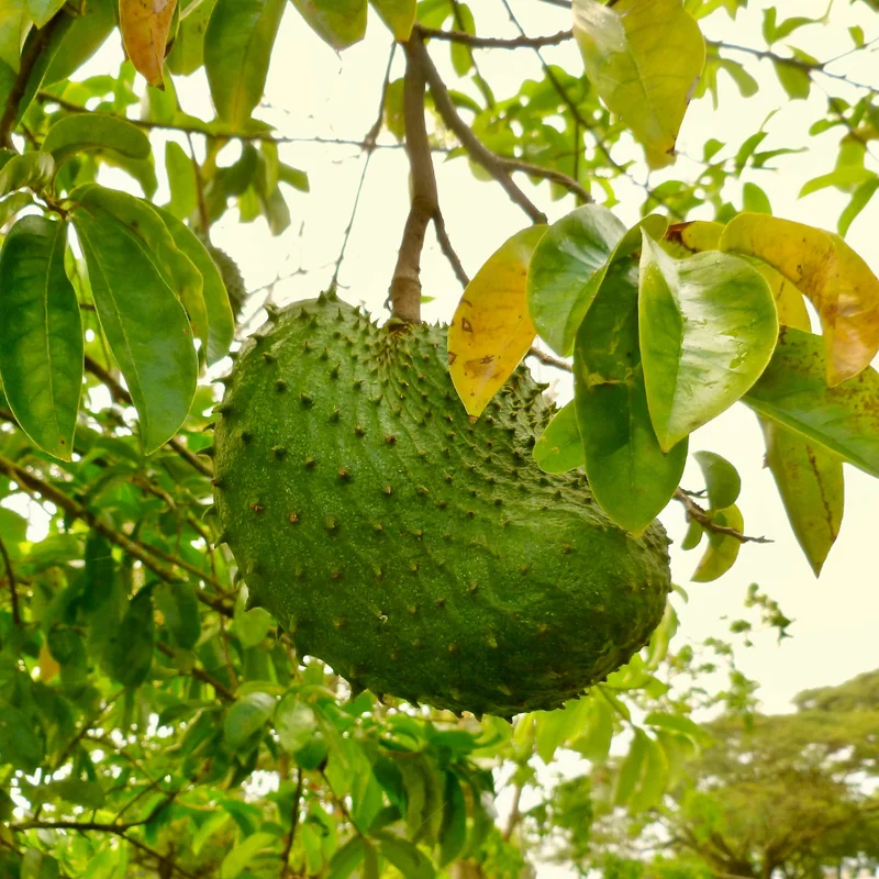 Soursop Plant Live Tropical Fruit Tree 4-8 Inch Tall Seedling
