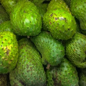 Soursop Plant Live Tropical Fruit Tree 4-8 Inch Tall Seedling