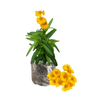 Tarragon Plants Live - Set of 2 Tarragon Mint Herb Plants 4-8 Inches