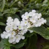 Trailing Lantana Live Plants - Pack of 2 Flowering Outdoor Plants 4-8 Inches
