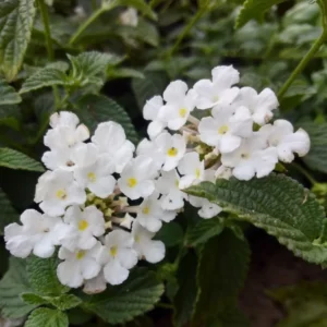 Trailing Lantana Live Plants - Pack of 2 Flowering Outdoor Plants 4-8 Inches