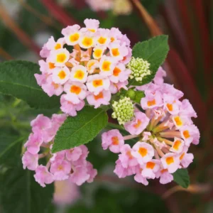 Lantana Plants Live Perennial Flowering, Container Growing, Vibrant Blooms