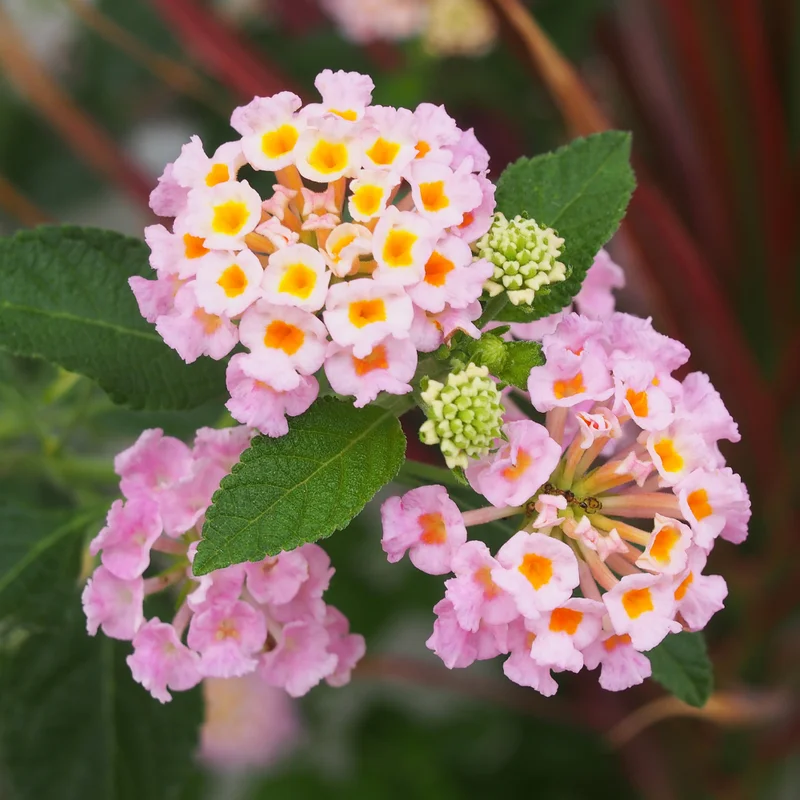 Lantana Plants Live Perennial Flowering, Container Growing, Vibrant Blooms
