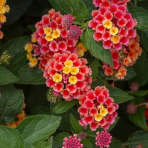 Lantana Plants Live Perennial Flowering, Container Growing, Vibrant Blooms