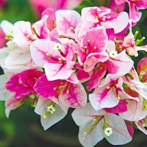 Bougainvillea Plants Live - 2 Hardy Flowering Plants - Hanging Basket & Container Growing