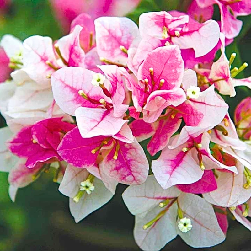 Bougainvillea Plants Live - 2 Hardy Flowering Plants - Hanging Basket & Container Growing