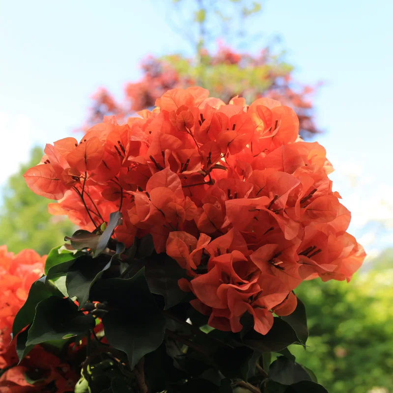 Bougainvillea Plants Live - 2 Hardy Flowering Plants - Hanging Basket & Container Growing