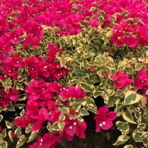Bougainvillea Plants Live - 2 Hardy Flowering Plants - Hanging Basket & Container Growing