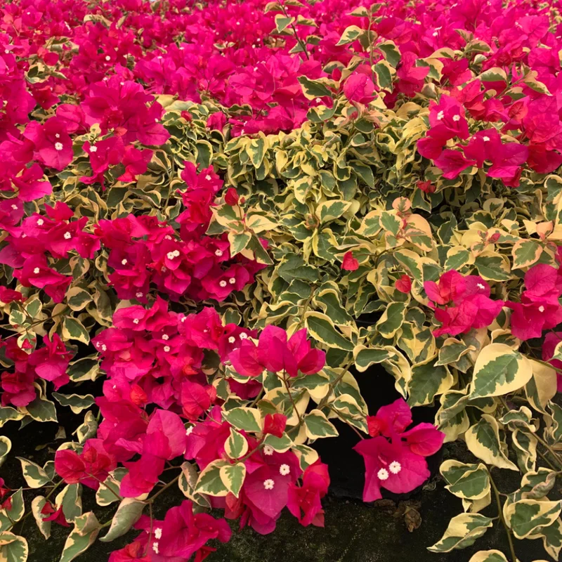 Bougainvillea Plants Live - 2 Hardy Flowering Plants - Hanging Basket & Container Growing