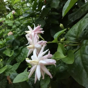 Double Jasmine Plant Live - Arabian Jasmine Flowering Vine 4-9 Inch - Well Rooted Houseplant
