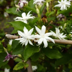 Double Jasmine Plant Live - Arabian Jasmine Flowering Vine 4-9 Inch - Well Rooted Houseplant