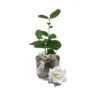 Climbing Jasmine Plant - Live Gardenia Vine, 4-9 Inch, Indoor Outdoor Houseplant