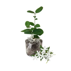 Star Jasmine Plant Live Flowering Vine 4-9 Inch Climbing Houseplant