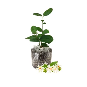 Night Blooming Jasmine Plant Live Fragrant Flowering Vine 4-9 Inch Well Rooted