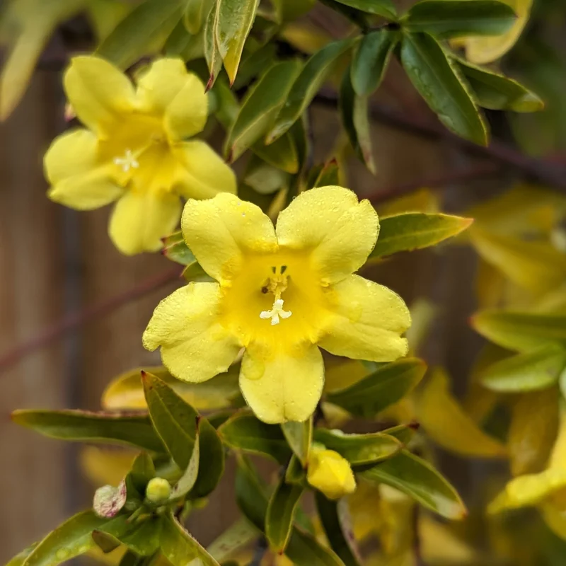 Yellow Jasmine Plant Live - Arabian Jasmine Flowering Vine 4-9 Inch - Well Rooted Climbing Houseplant