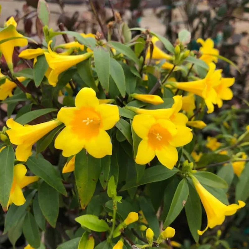 Yellow Jasmine Plant Live - Arabian Jasmine Flowering Vine 4-9 Inch - Well Rooted Climbing Houseplant