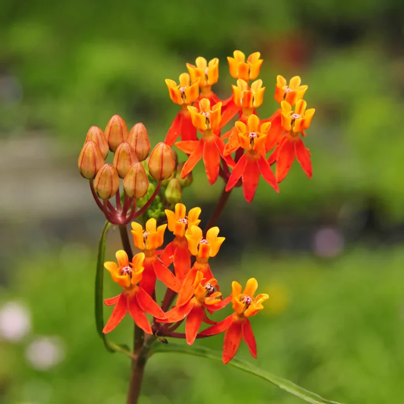 Red Butterfly Milkweed Live Plants - Pack of 2 Asclepias Tuberosa Perennial Flowers for Outdoor Garden
