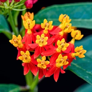 Red Butterfly Milkweed Live Plants - Pack of 2 Asclepias Tuberosa Perennial Flowers for Outdoor Garden