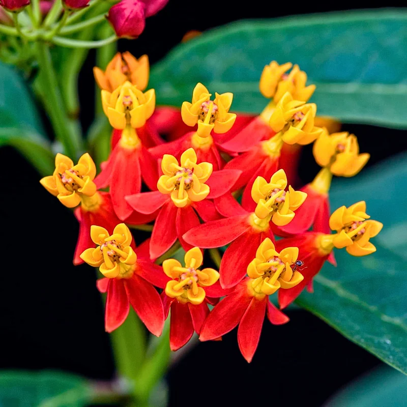 Red Butterfly Milkweed Live Plants - Pack of 2 Asclepias Tuberosa Perennial Flowers for Outdoor Garden
