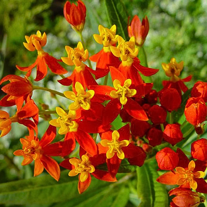 Red Butterfly Milkweed Live Plants - Pack of 2 Asclepias Tuberosa Perennial Flowers for Outdoor Garden