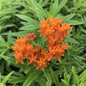 Orange Butterfly Milkweed Live Plants - Asclepias Tuberosa, Tropical Milkweeds, Perennial Flowers, 4-8 Inch, Pack of 2