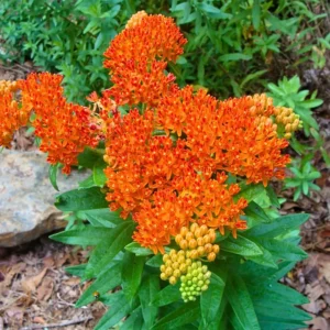 Orange Butterfly Milkweed Live Plants - Asclepias Tuberosa, Tropical Milkweeds, Perennial Flowers, 4-8 Inch, Pack of 2