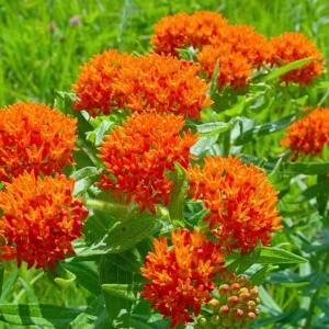 Orange Butterfly Milkweed Live Plants - Asclepias Tuberosa, Tropical Milkweeds, Perennial Flowers, 4-8 Inch, Pack of 2