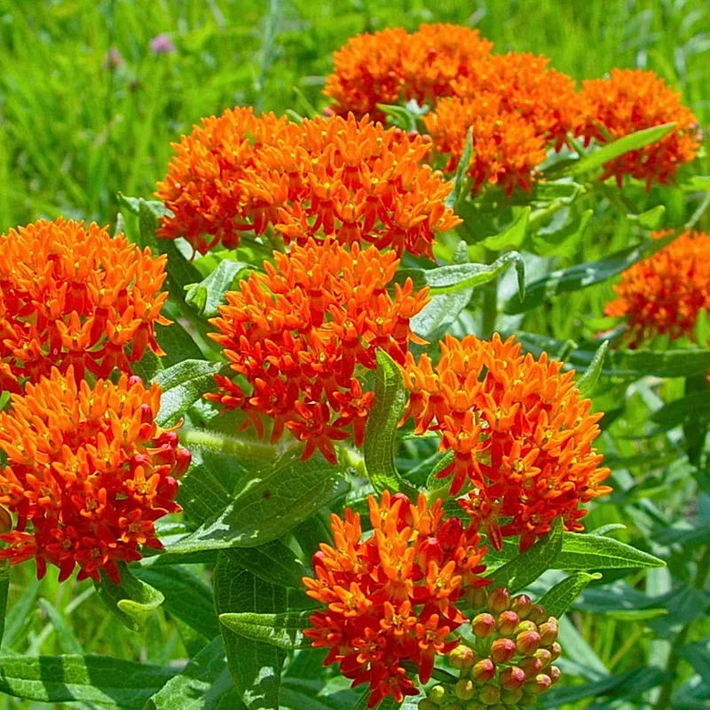 Orange Butterfly Milkweed Live Plants - Asclepias Tuberosa, Tropical Milkweeds, Perennial Flowers, 4-8 Inch, Pack of 2